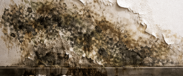 牆面壁癌怎麼修才不易復發？抓漏、修補與補漆一次搞懂